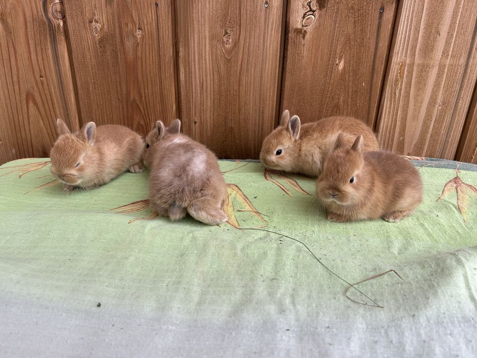 Królik karzełek miniaturka