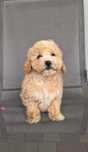 Maltipoo F1- szczeniak , piesek
