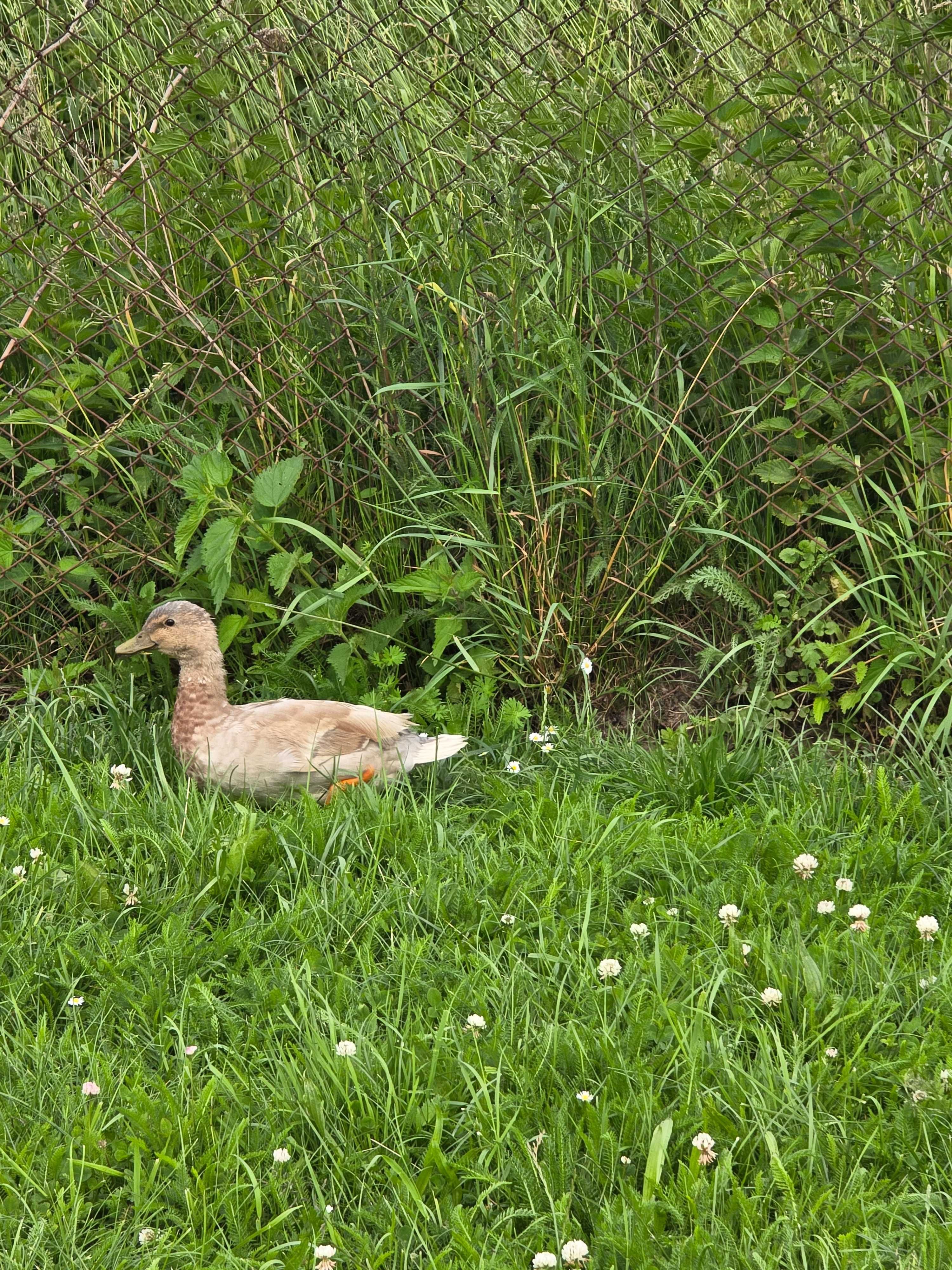 Kaczorek Call Duck