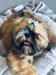 Piesek Nico 5m-cy shih tzu Zkwp komplet szczepień, szuka domku