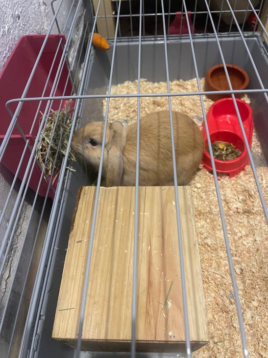 Coelho anão  mini lop