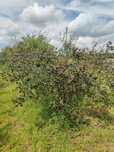 Aronia owoce sprzedam