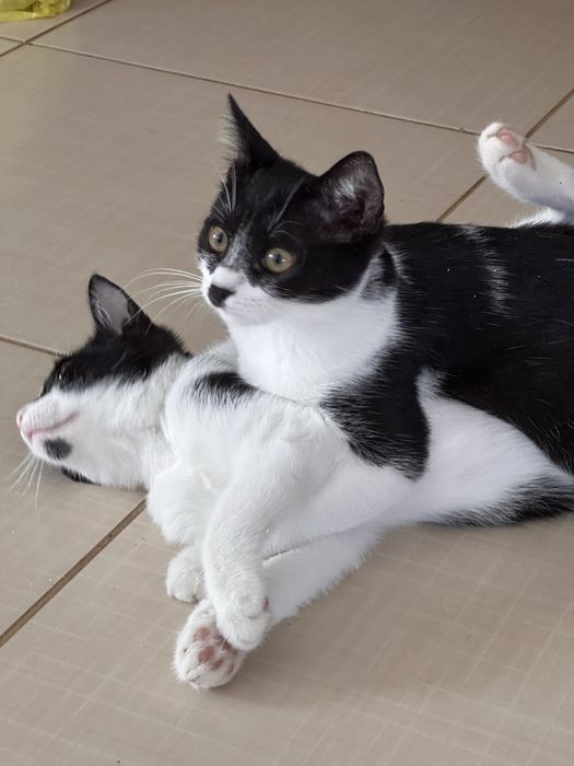 Кошенята шукають сімʼю