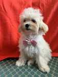 Maltipoo sunia z certyfikatem