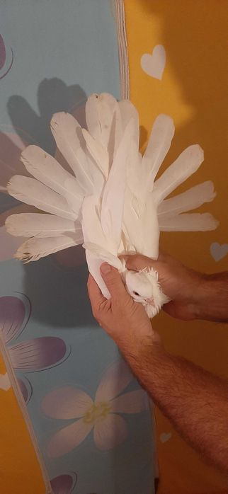 Orlik polski biały - Orliki polskie białe