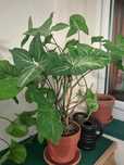 Syngonium butterfly XXL
