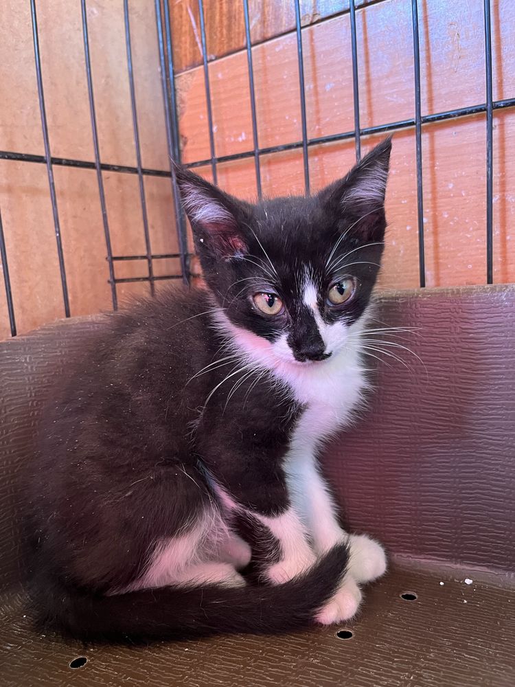 Didi- Um obra de arte num gato!
