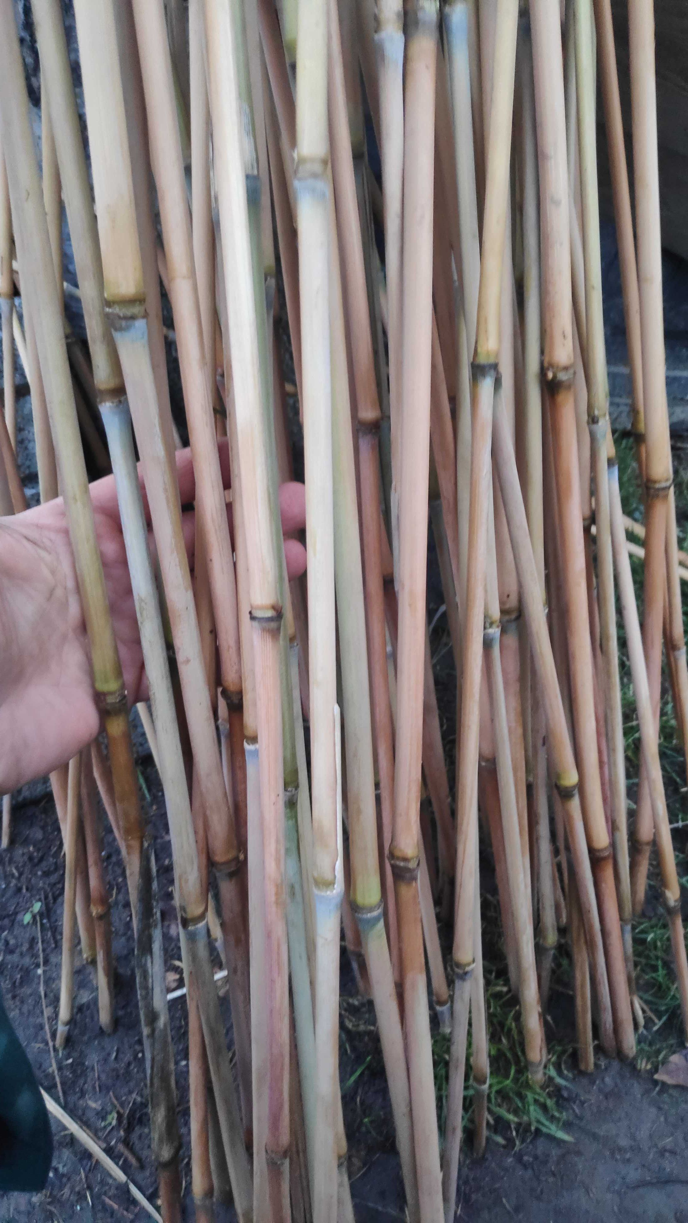 Miskant, obrany wysuszony - Palik, tyczka, mata, bambus, do terrarium