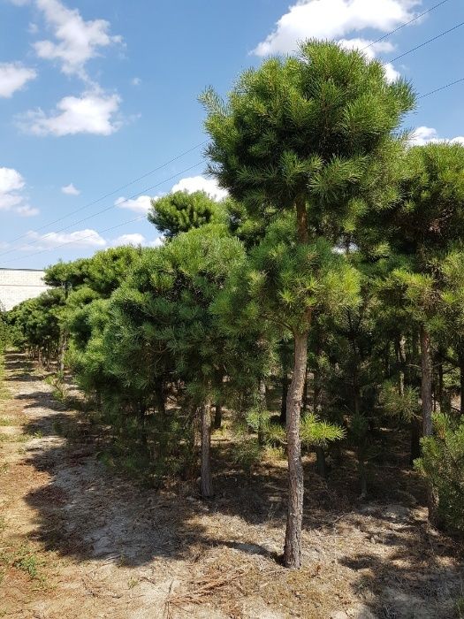 Sosna formowana; kula, w donicy, wys. 2- 2,5m, producent