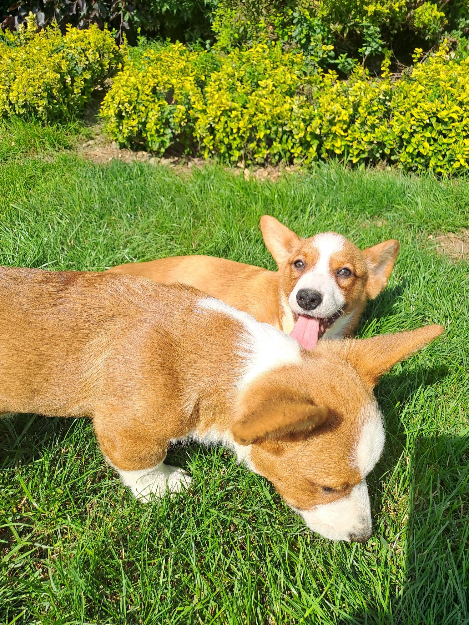 **FLOKI**WELSH CORGI CARDIGAN **śliczny piesek gotowy do zmiany domku