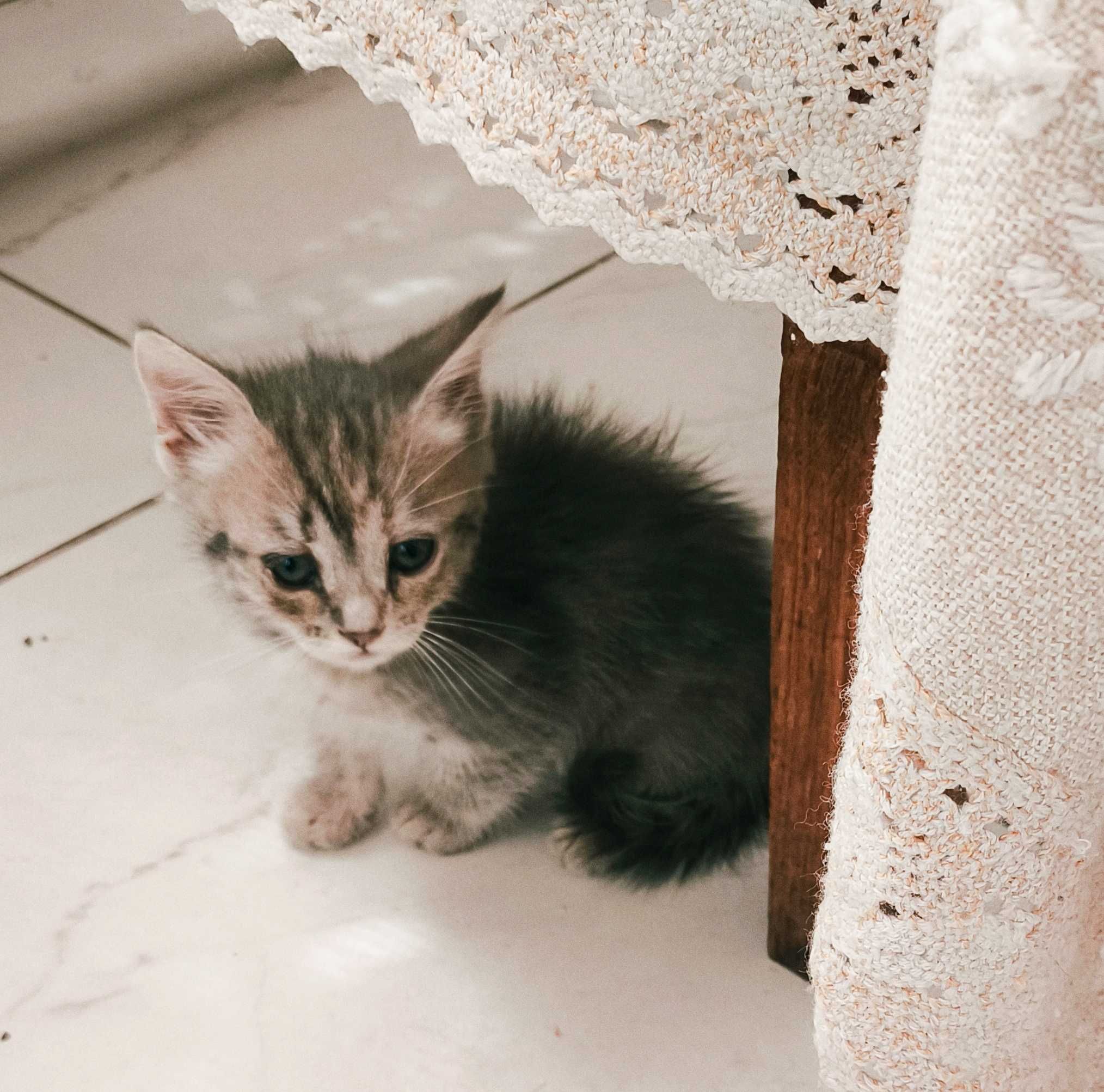 Дарую милих кошенят