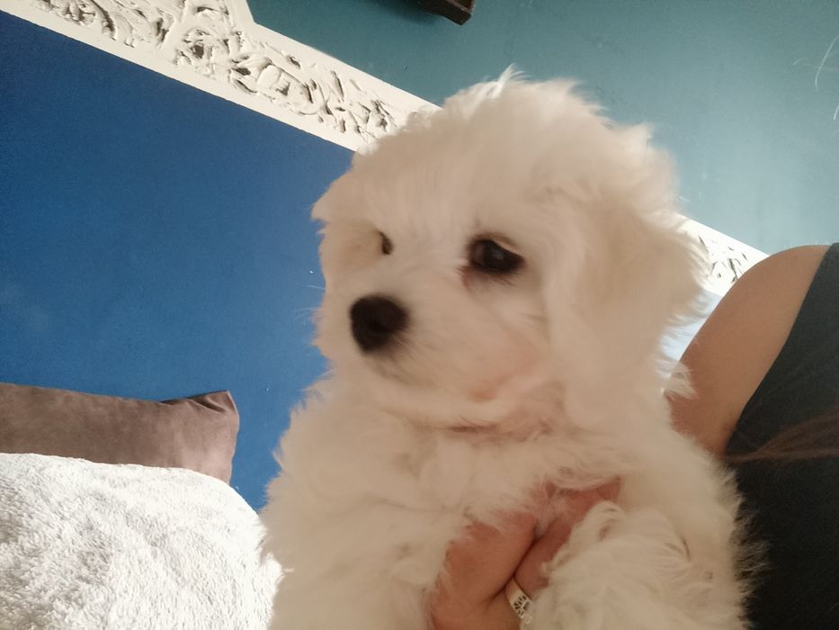 Bichon frise sunia