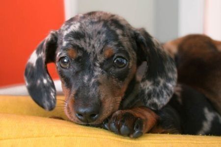 Мармурова такса – витвір природи та ніжності