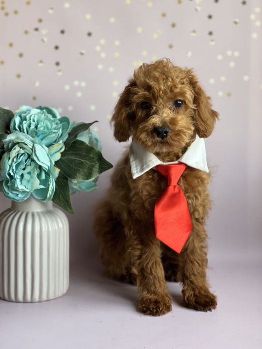 Мальтипу ф2 яркий мальчик