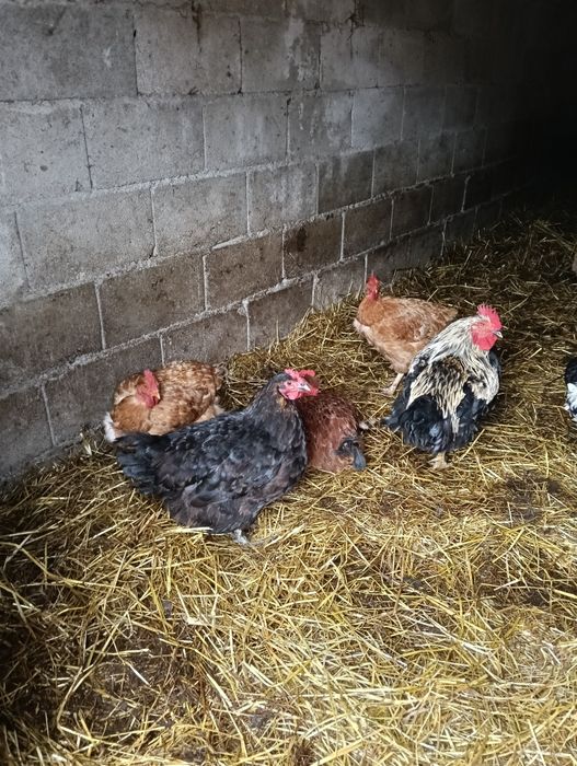 Galinhas caseiras