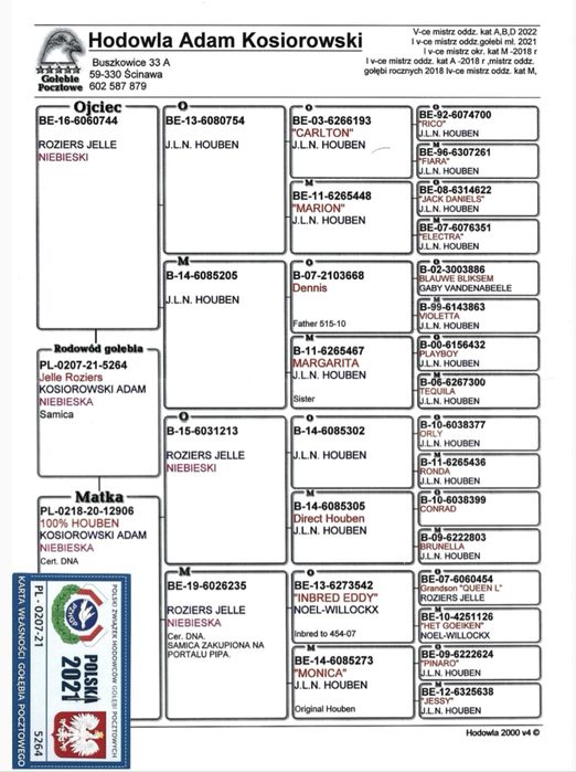 Gołębie pocztowe Adam Kosiorowski Houben