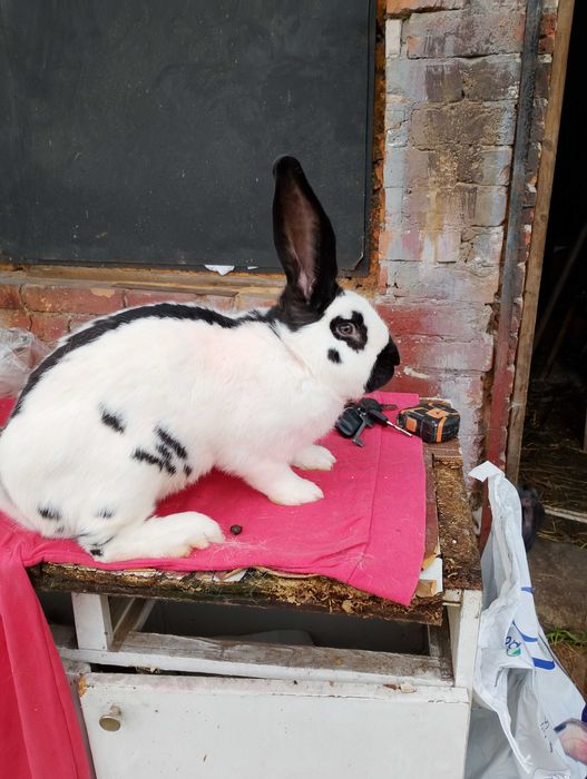 Samiec OSC gotowy do krycia