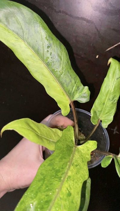 Алоказія Тигрина,ніндзя,гагеаана аурея і лаутербахіана вар, купрея