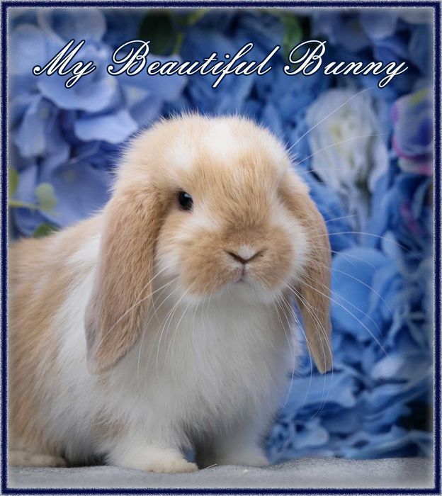 Mlody Krolik Mini Lop - Cream Butterfly