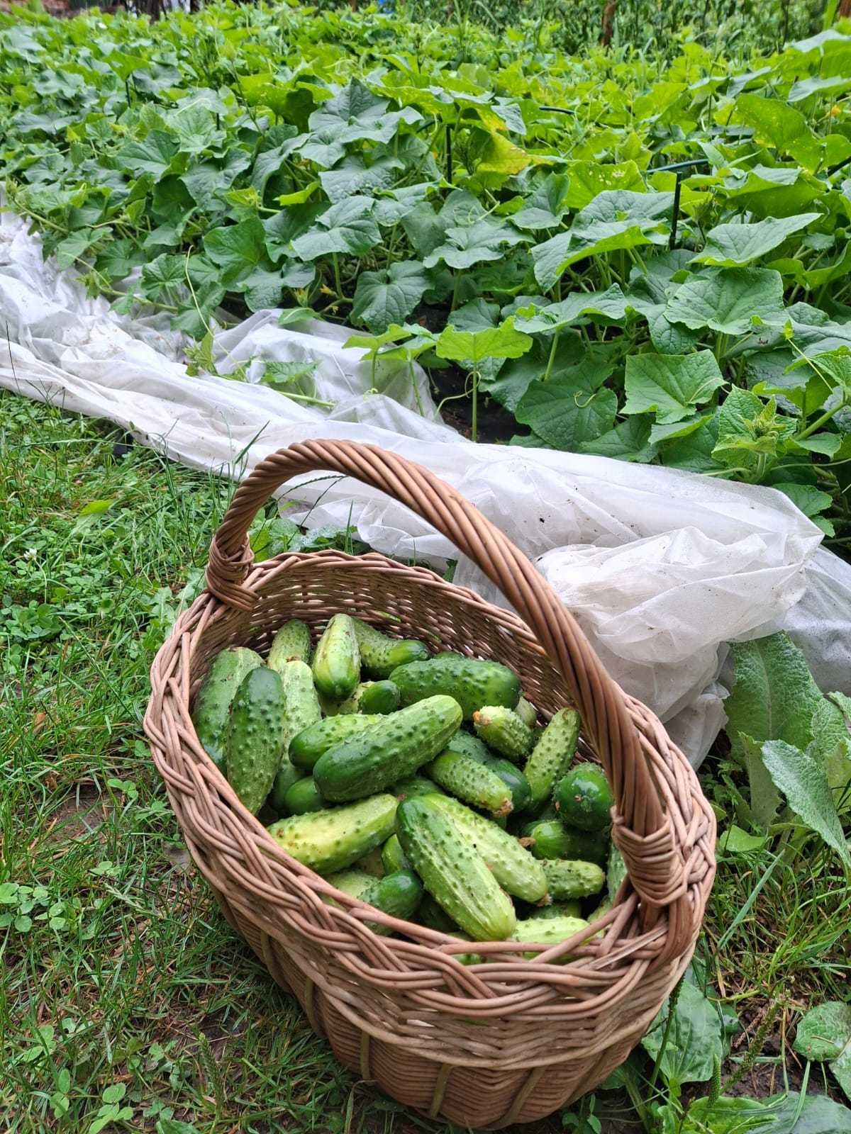 Ogórki kiszone z tegorocznego zbioru