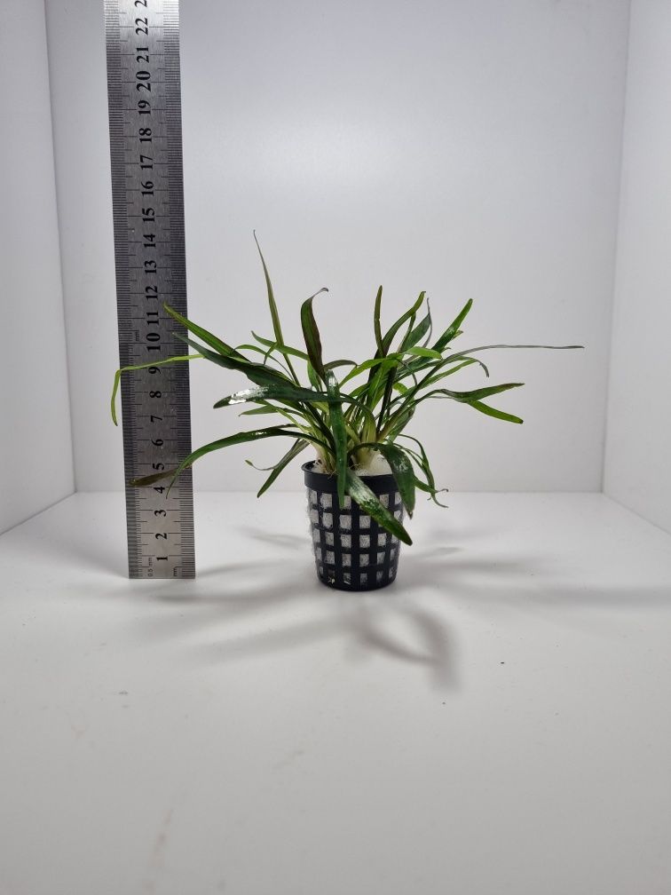 Cryptocoryne lucens