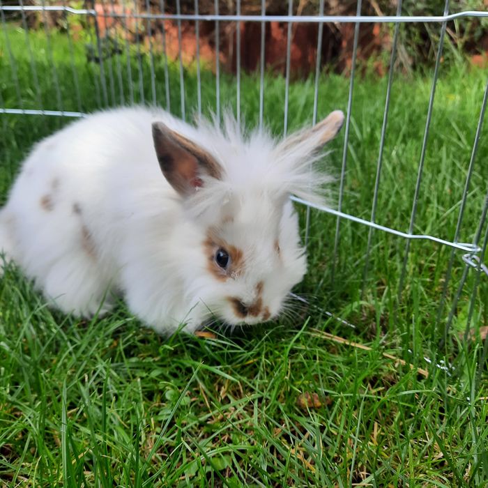 Sprzedam małe króliki lewki miniaturki