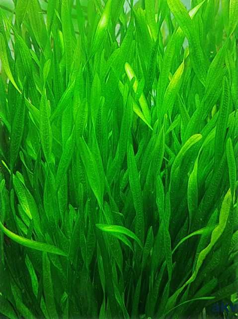 Trawa do akwarium roślina nurzaniec trawka