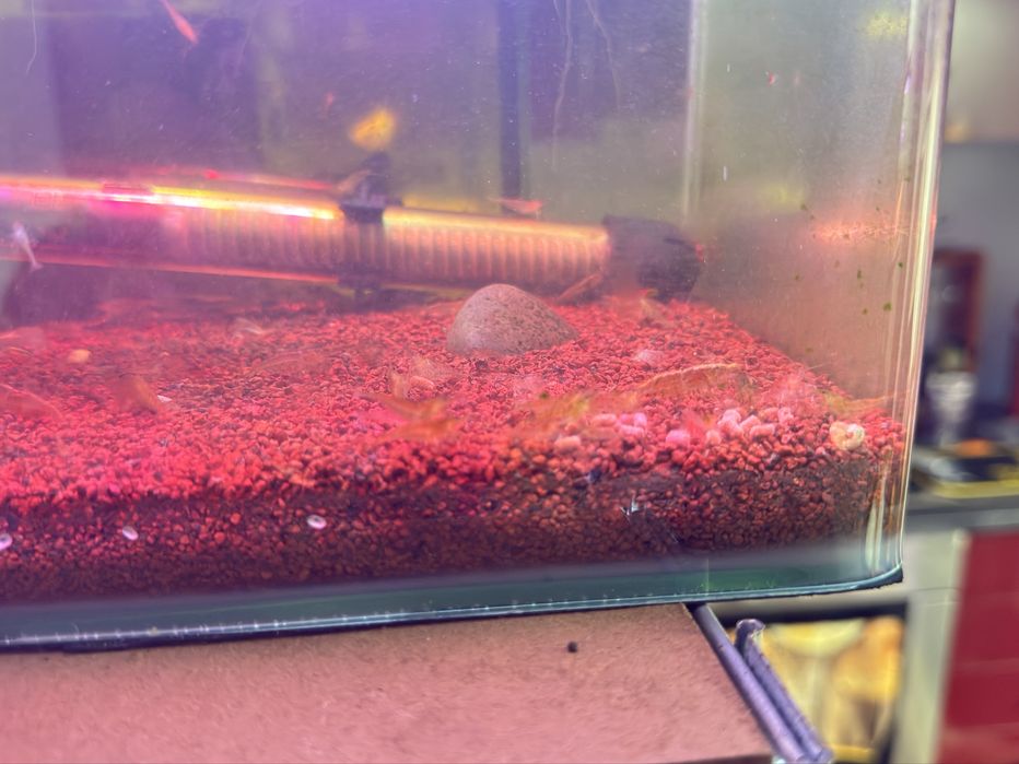 Camarões de aquario