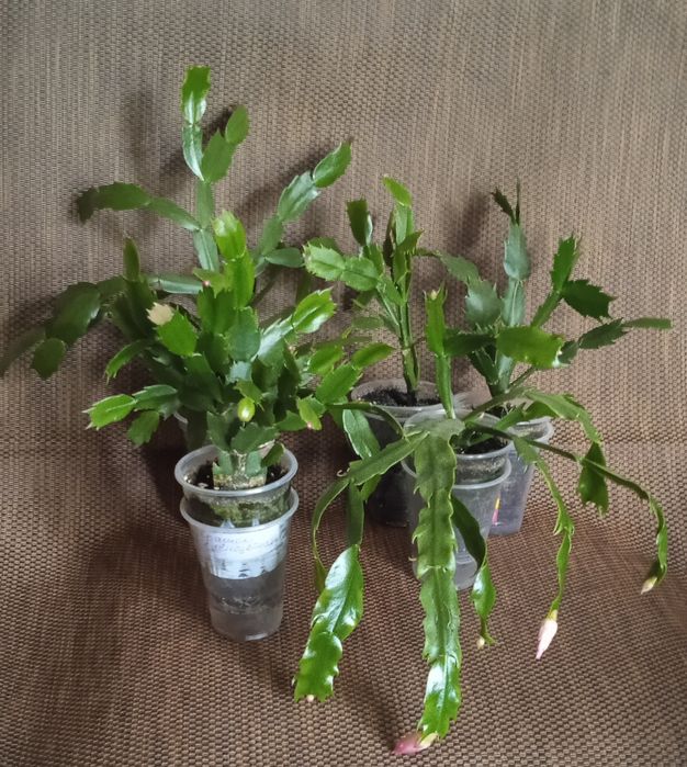 5 сортов взрослых шлмбергер,декабристов.