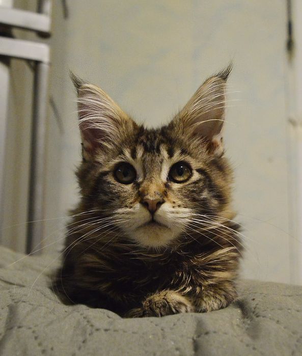 Хлопчик, вік 3 міс. чорний мармуровий. Розплідник