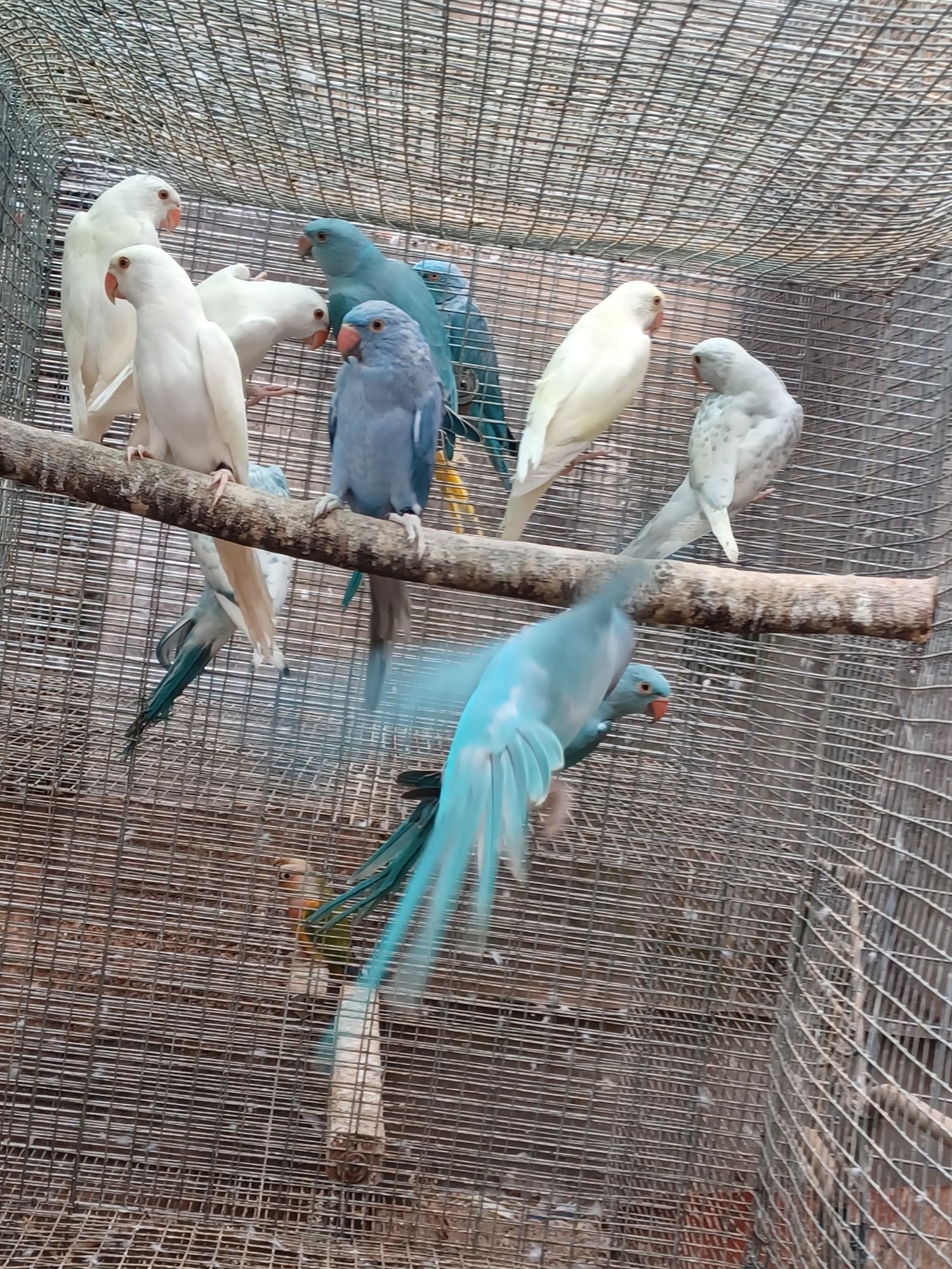 Aves domesticadas.