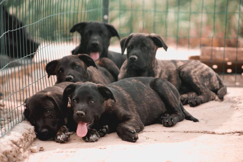 Cão de Fila de São Miguel