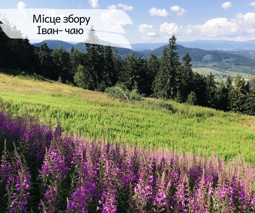 100грам-90грн Иван Чай чорный листовой ферментированный,іван чай 2025