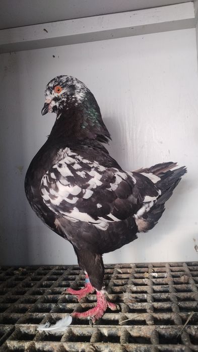 Gołębie Kingi Tigry