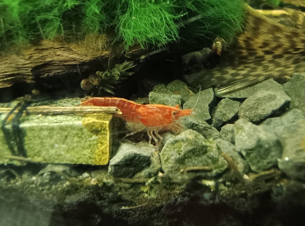 Krewetka Red Cherry