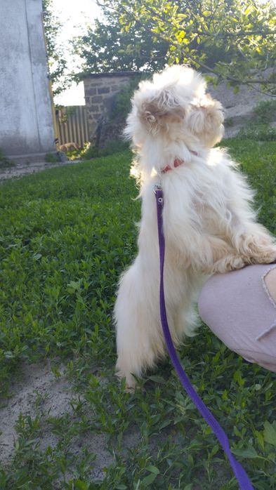 Мальтипу F1 мальчики взрослые