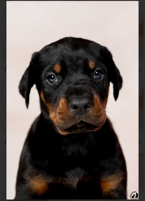 Цуценят Доберман