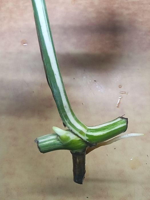 Монстера Альба вар.