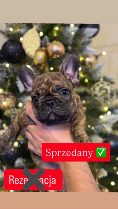 Buldog Francuski – Chłopcy/ rodzice FCI do rezerwacji