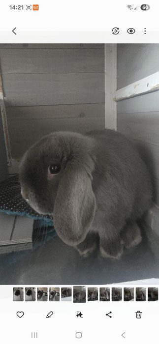 Króliczki miniaturki samce +klatka  domek