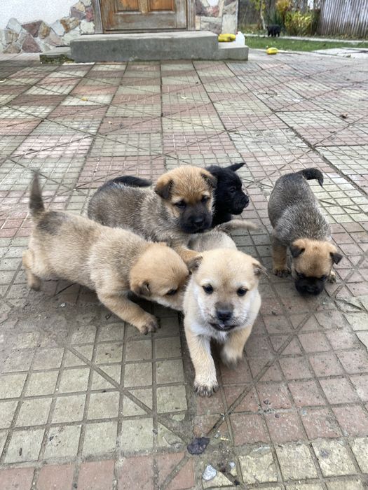 Відам песиків у хороші руки! Мама Шар-Пей