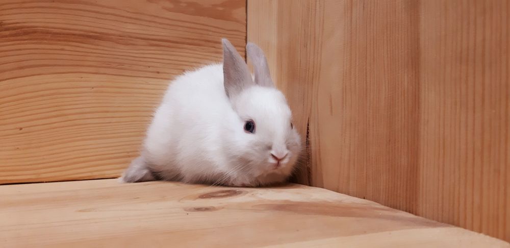 Карликовые миниатюрные декорат.торчеухие и вислоухие  мини кролики