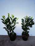 Laurowiśnia caucasica 60 cm - 75 cm. Wysyłka świeże sadzonki.