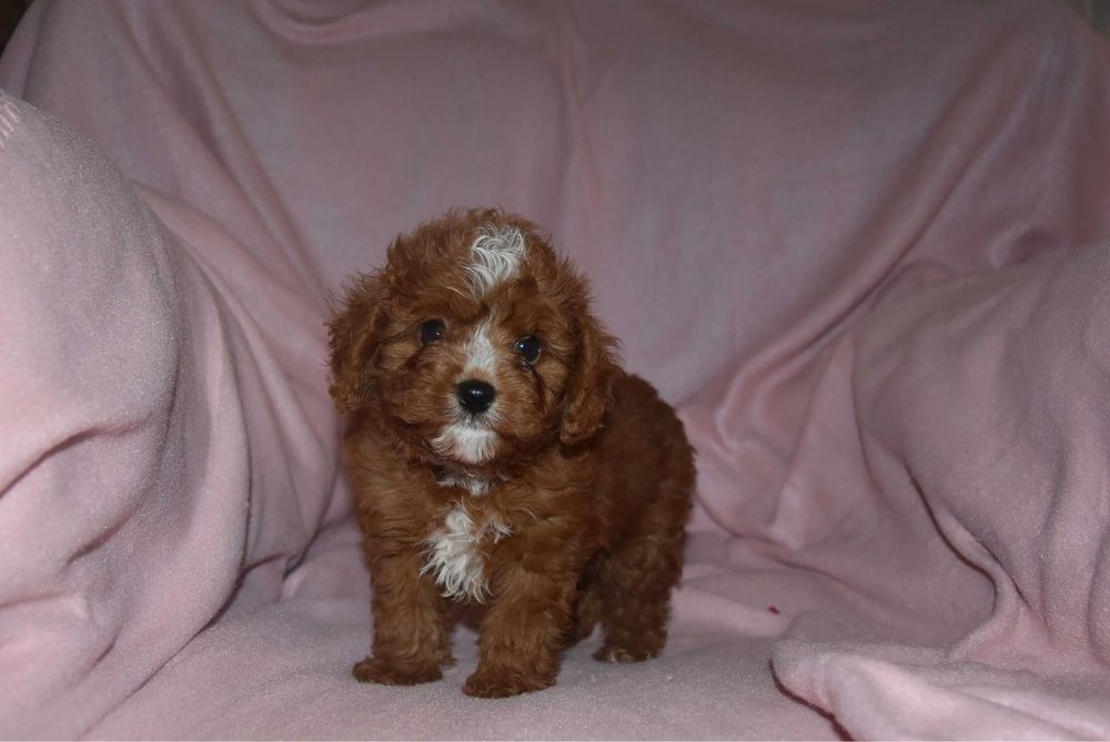 Міні Мальтипу Київ, мікро мальтипу ф1