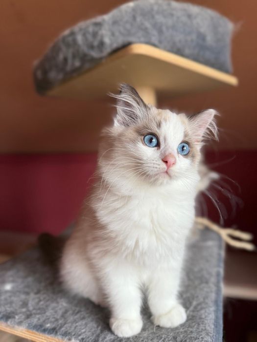 Ragdoll kotek Urwis kocurek
