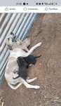 Para adoção cachorros rafeiros do Alentejo
