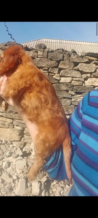 Залишилася шикарна дівчинка