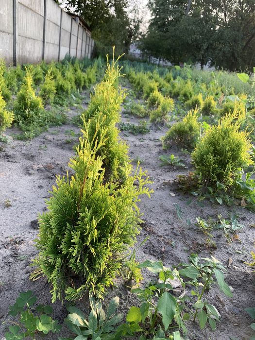 Туя смарагд колумна брабант плющ