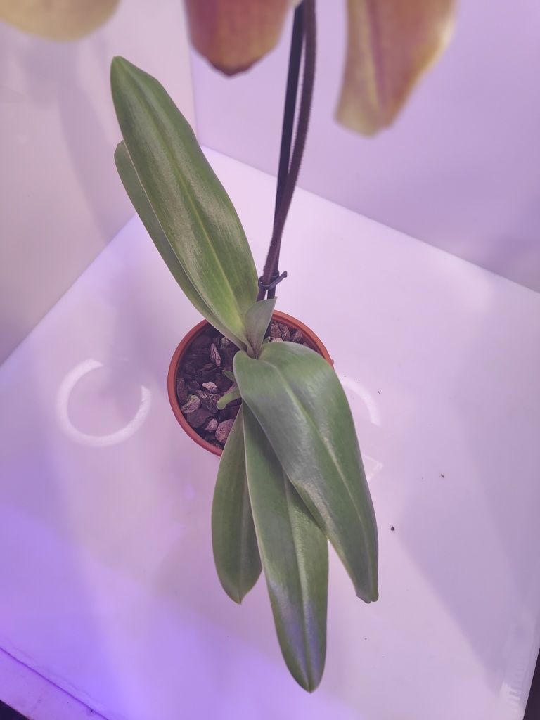 Орхидея пафиопедилум American Hybrid