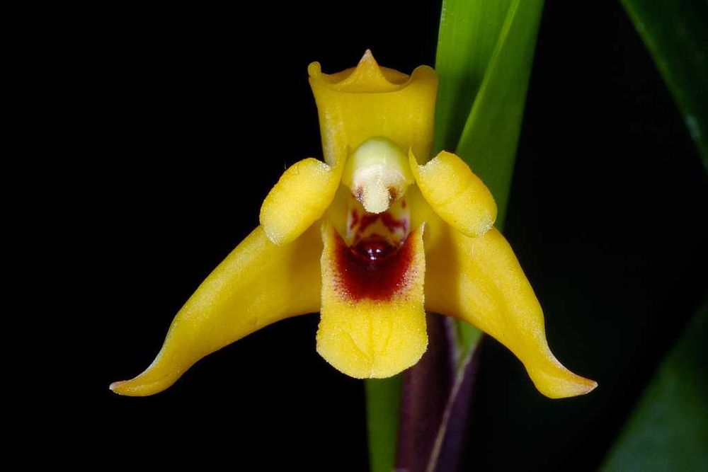 Orquídea Maxillaria amarela